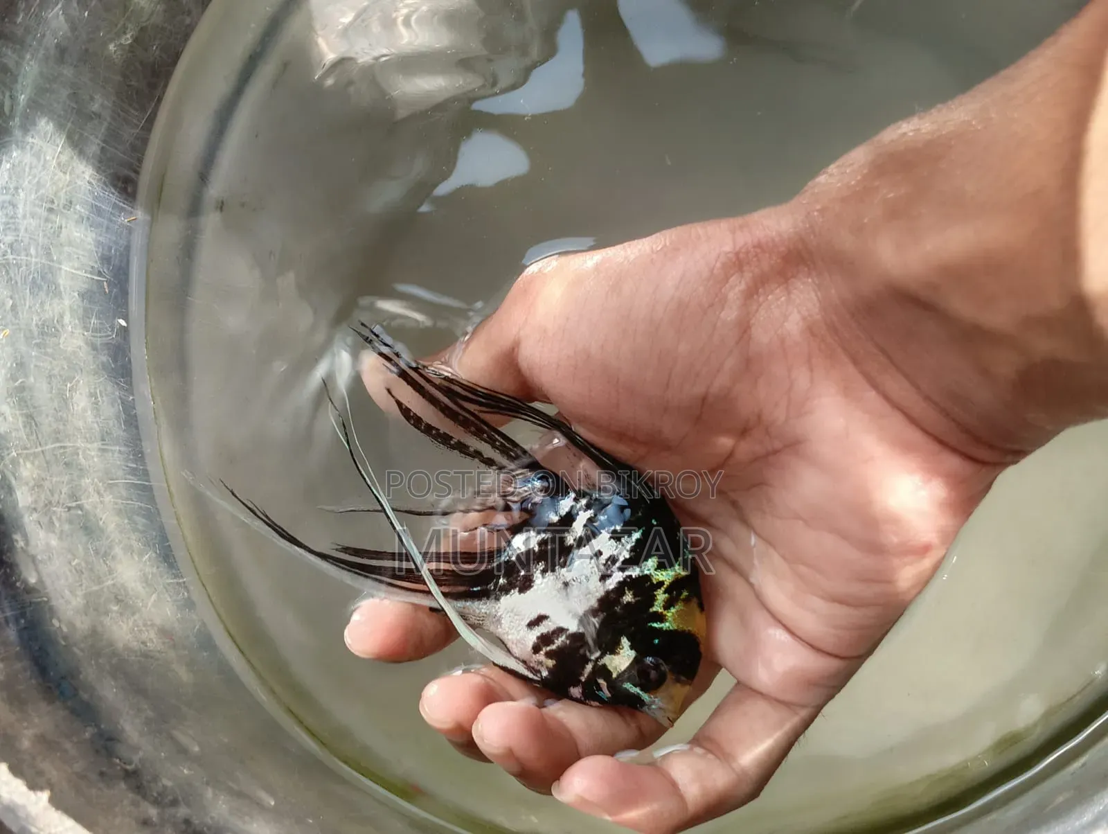 Silver Marble Angelfish Pair - Healthy, Active and Ready to Breed