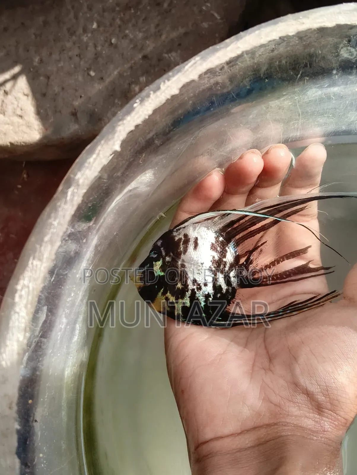 Silver Marble Angelfish Pair - Healthy, Active and Ready to Breed
