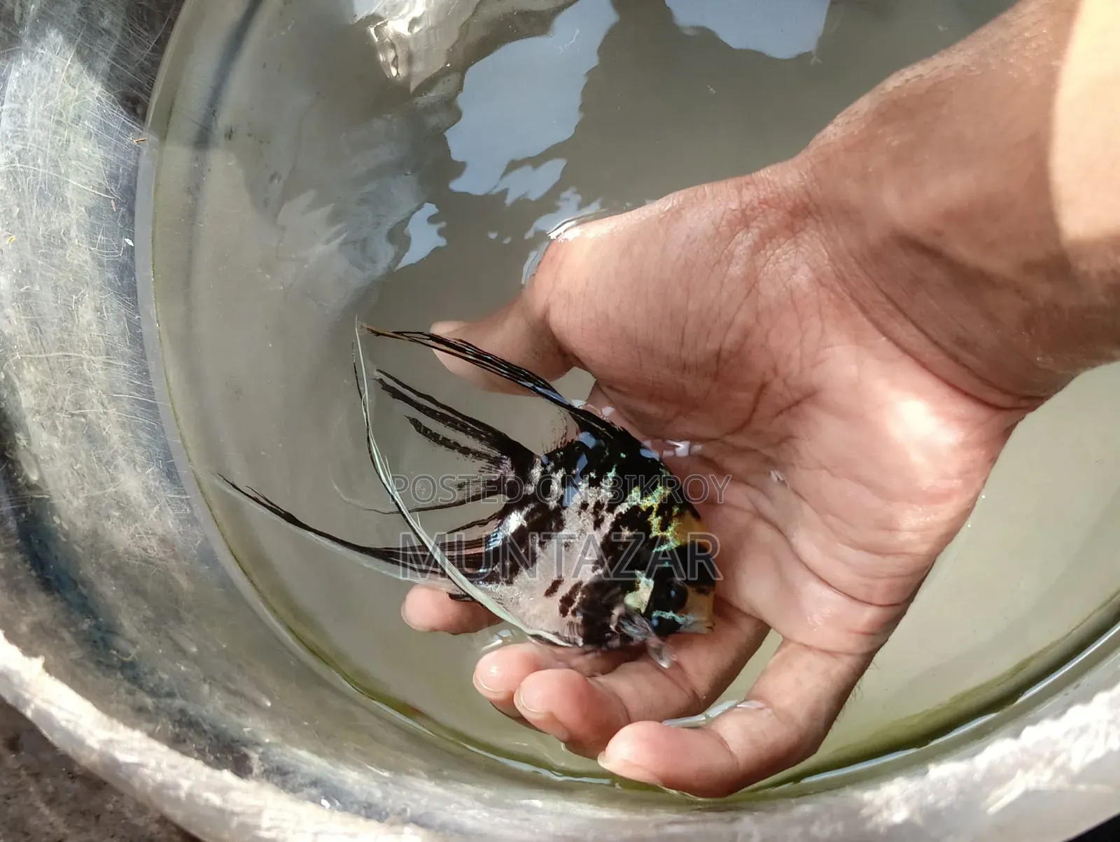 Silver Marble Angelfish Pair - Healthy, Active and Ready to Breed