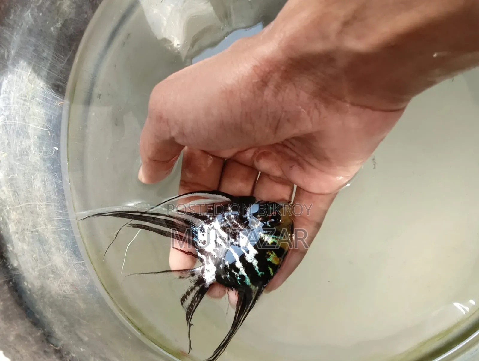 Silver Marble Angelfish Pair - Healthy, Active and Ready to Breed