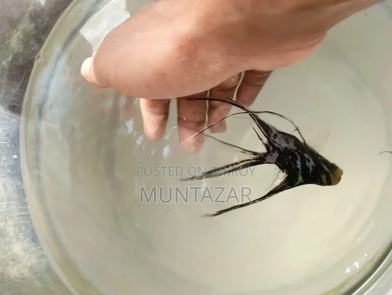 Silver Marble Angelfish Pair - Healthy, Active and Ready to Breed