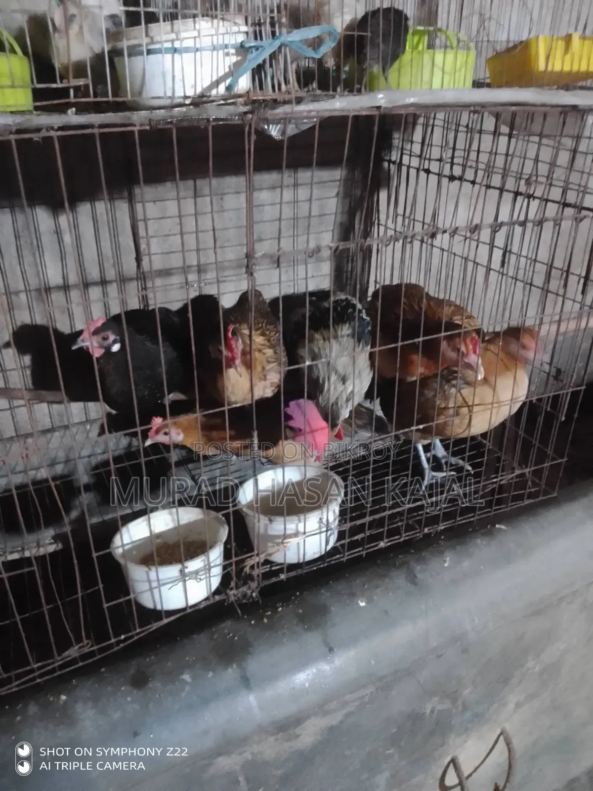 Deshi Chicken Hatching Eggs