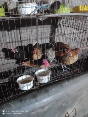 Deshi Chicken Hatching Eggs