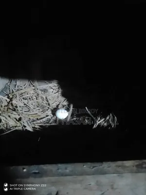 Deshi Chicken Hatching Eggs