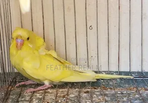 জেপি বাজেরিগার