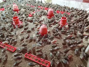 ৯০০টি কোয়েল পাখি বিক্রি করা হবে