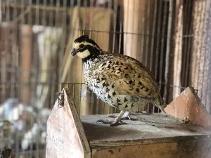 মেক্সিকান বব হোয়াইট কয়েল বাচ্চা