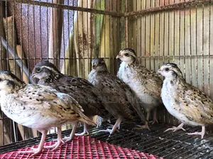 মেক্সিকান বব হোয়াইট কয়েল বাচ্চা