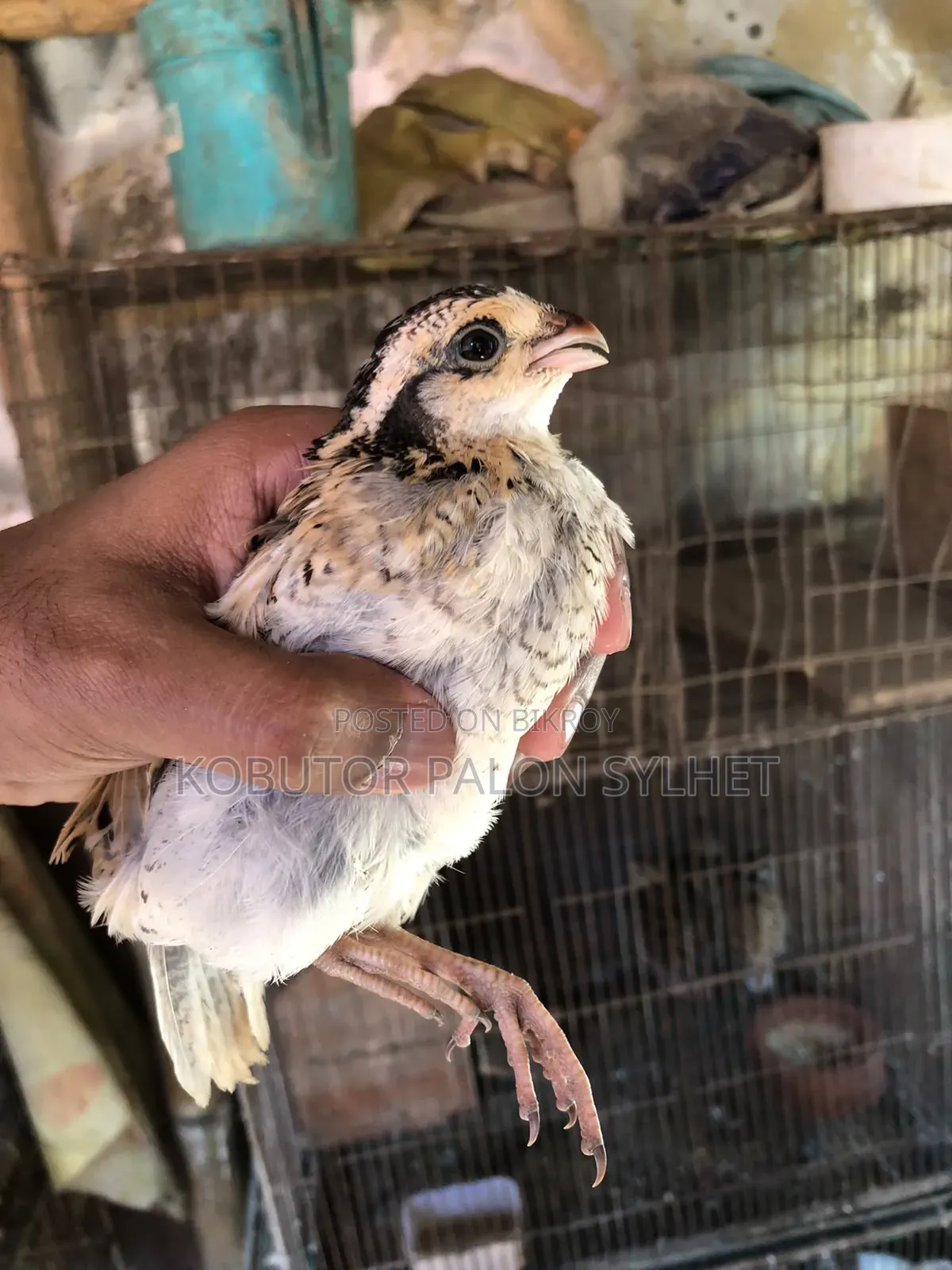 মেক্সিকান বব হোয়াইট কয়েল বাচ্চা