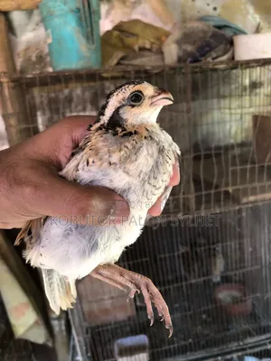 মেক্সিকান বব হোয়াইট কয়েল বাচ্চা
