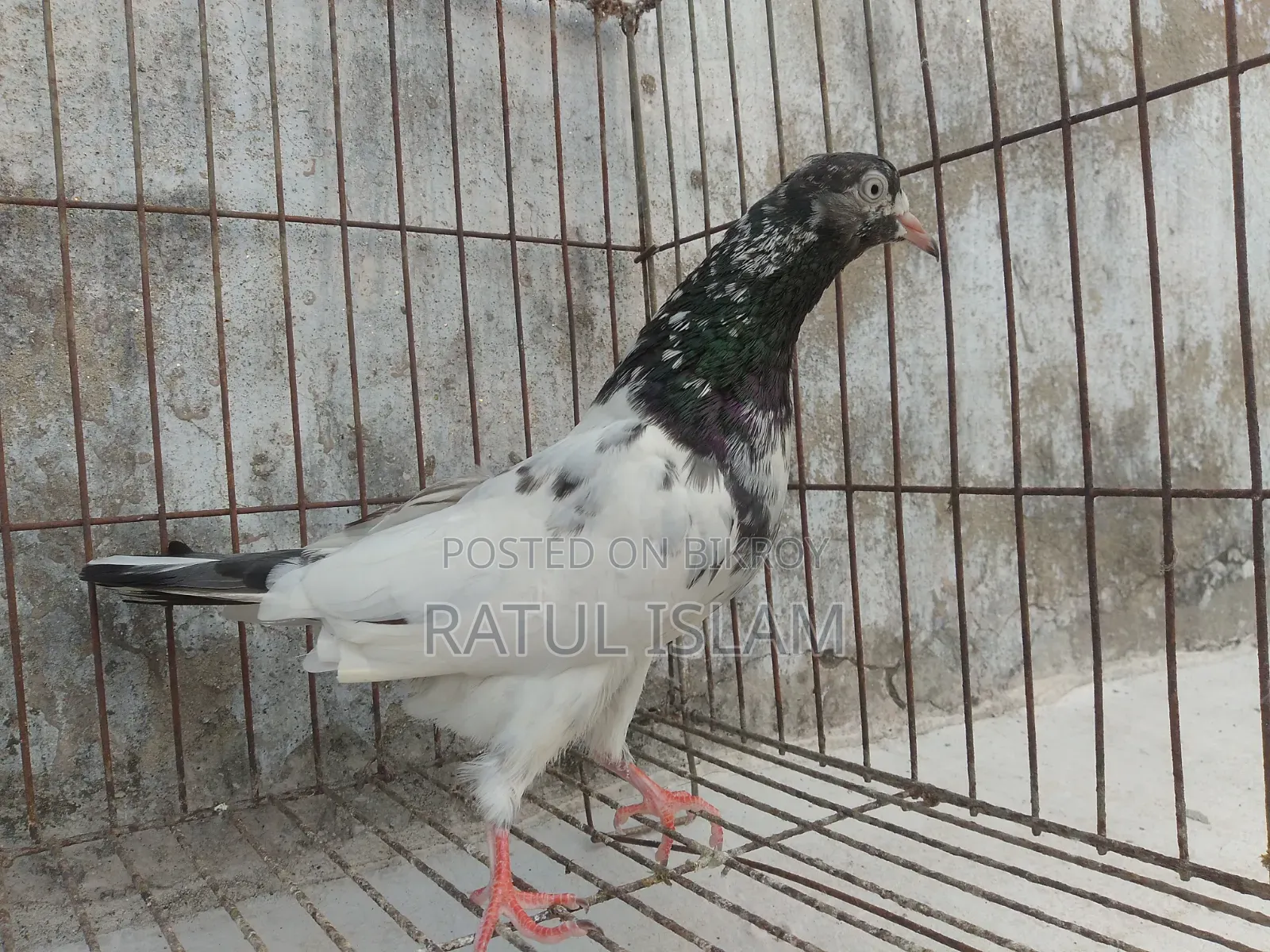টেডি মদ্দা কবুতর