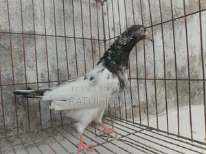 টেডি মদ্দা কবুতর