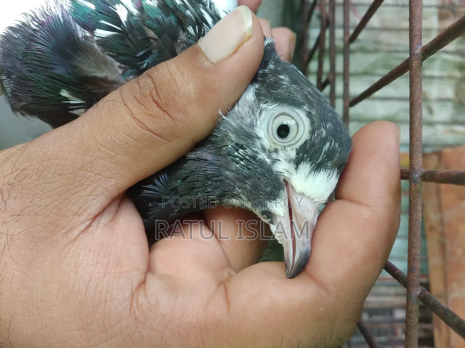 টেডি মদ্দা কবুতর