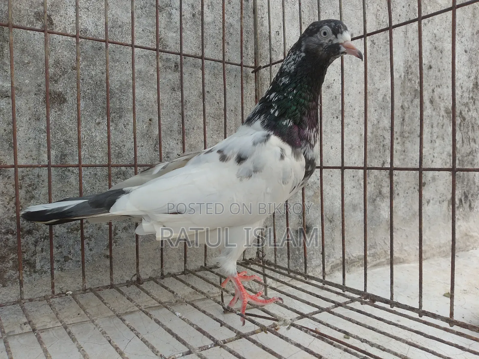 টেডি মদ্দা কবুতর