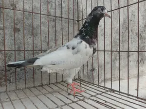 টেডি মদ্দা কবুতর