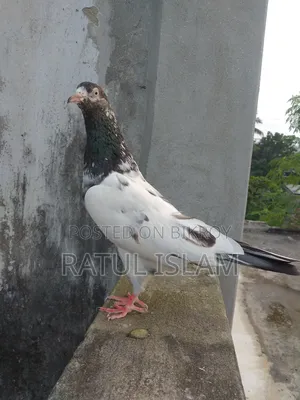 টেডি মদ্দা কবুতর