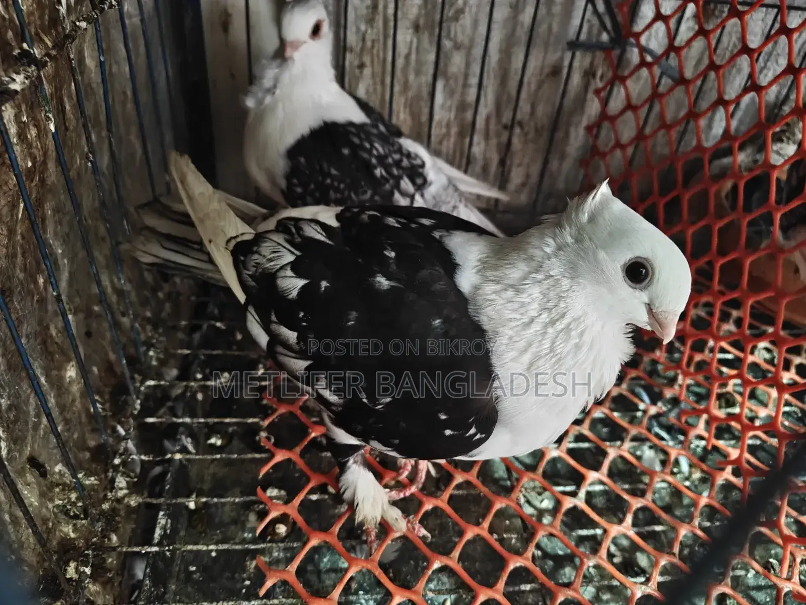 ব্লেকলস অ্যাডাল্ট পিয়ার