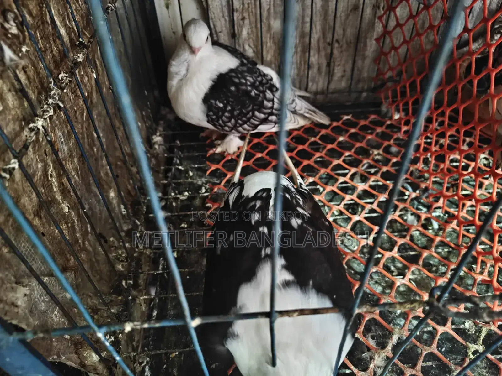 ব্লেকলস অ্যাডাল্ট পিয়ার