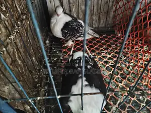 ব্লেকলস অ্যাডাল্ট পিয়ার