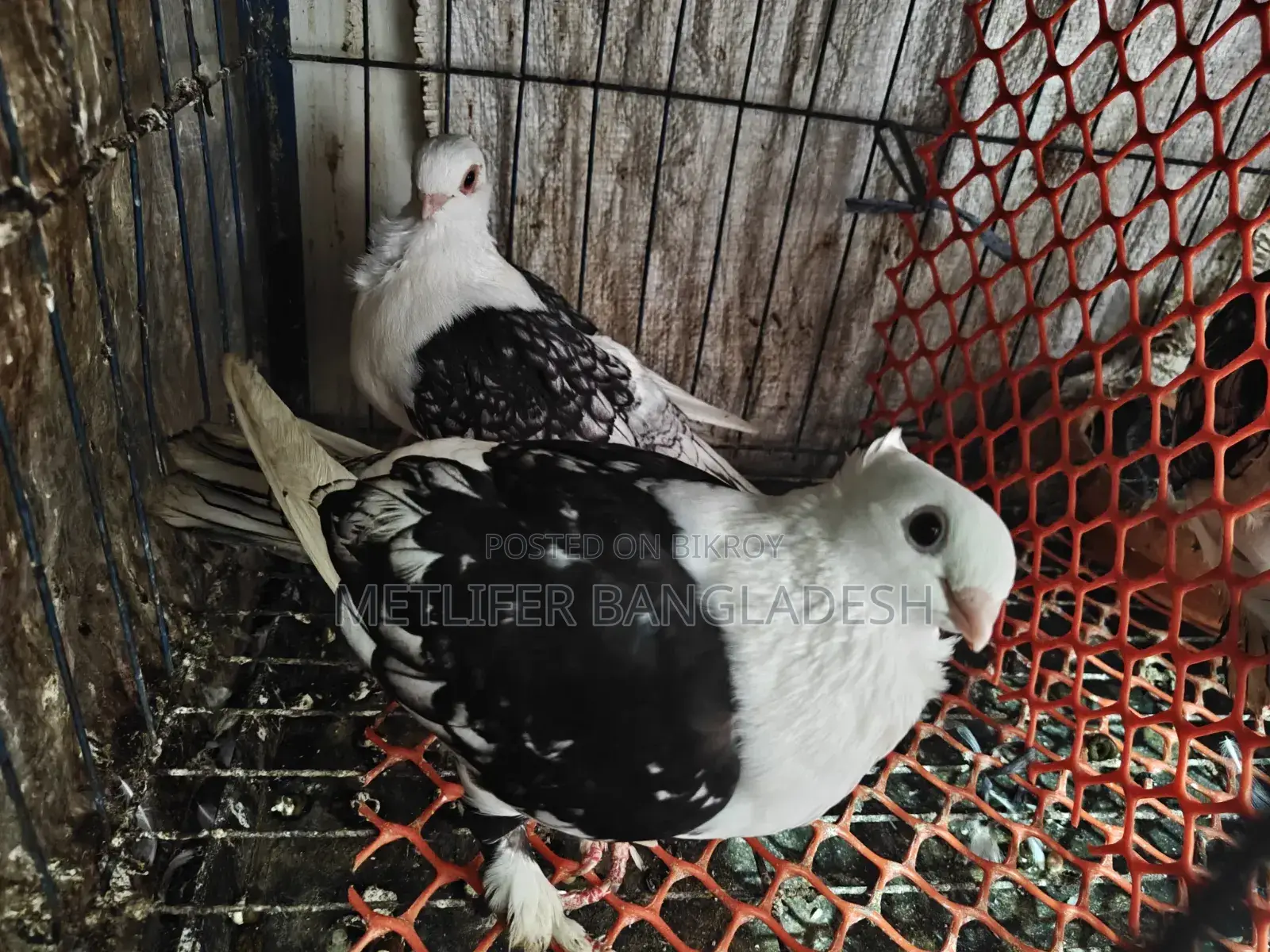 ব্লেকলস অ্যাডাল্ট পিয়ার