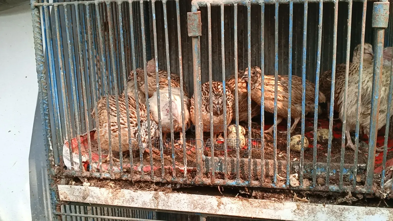 রানিং কোয়েল পাখি ডিম দেয়া