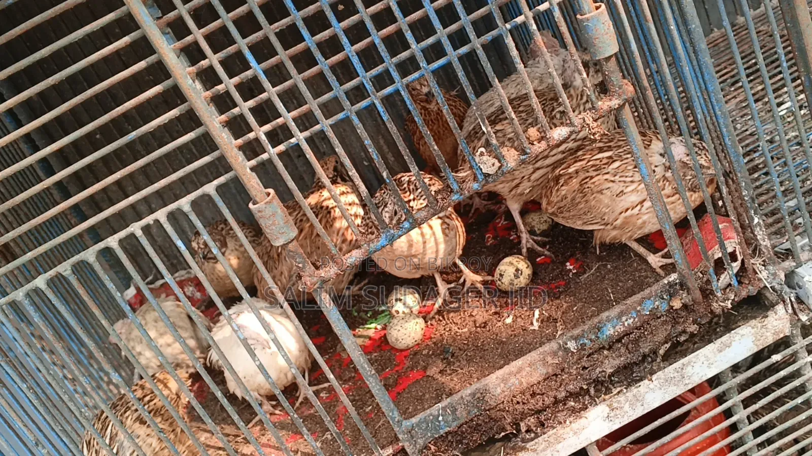 রানিং কোয়েল পাখি ডিম দেয়া