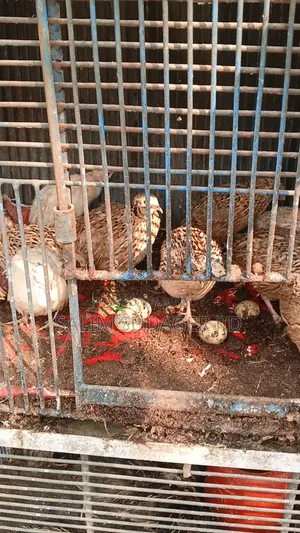 রানিং কোয়েল পাখি ডিম দেয়া