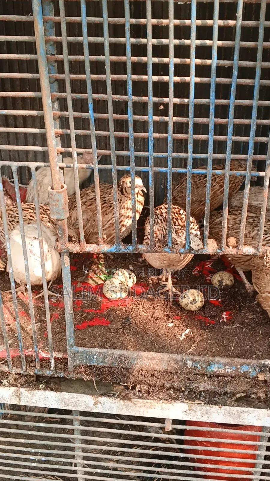 রানিং কোয়েল পাখি ডিম দেয়া