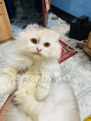 ১+ বছরের মহিলা বিশুদ্ধ জাতের পার্সিয়ান