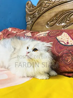 ১+ বছরের মহিলা বিশুদ্ধ জাতের পার্সিয়ান