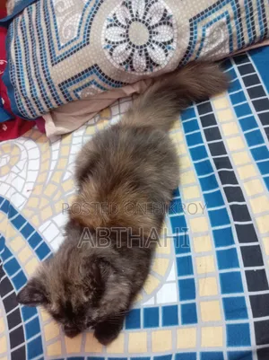 ৩-৬ মাসের মহিলা বিশুদ্ধ জাতের পার্সিয়ান