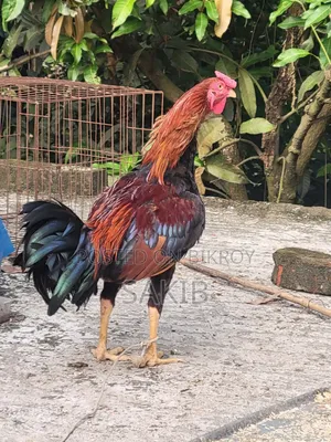 This rooster will be sold