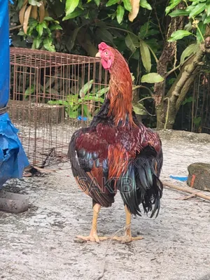 This rooster will be sold