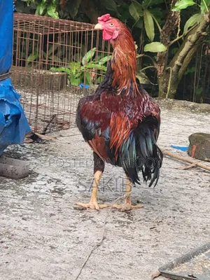 This rooster will be sold