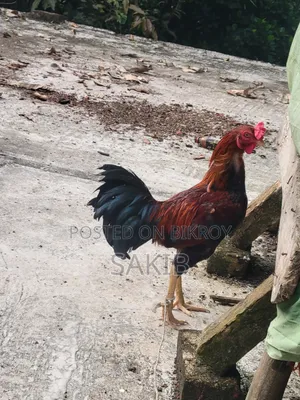 This rooster will be sold