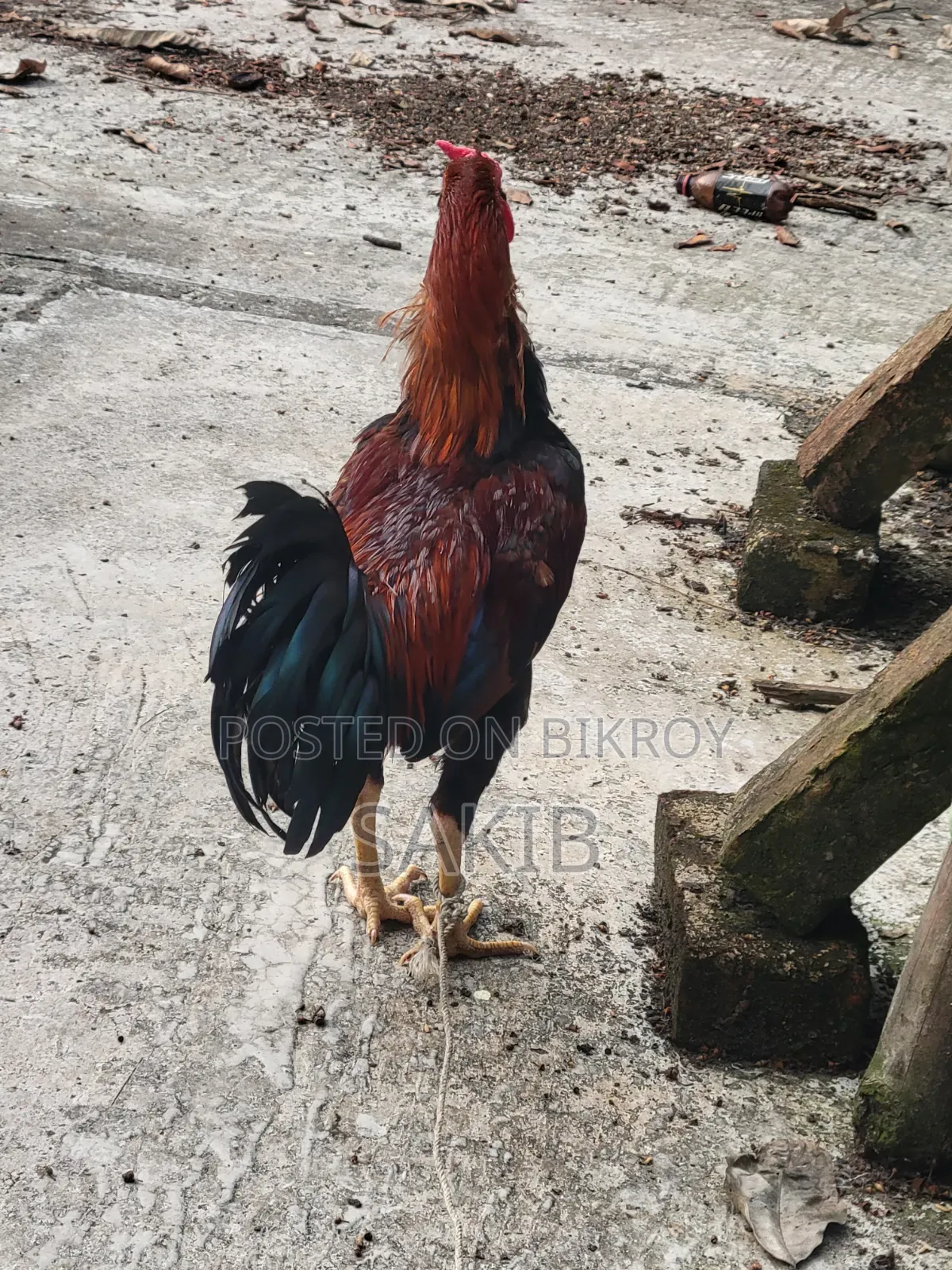 This rooster will be sold