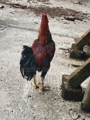 This rooster will be sold
