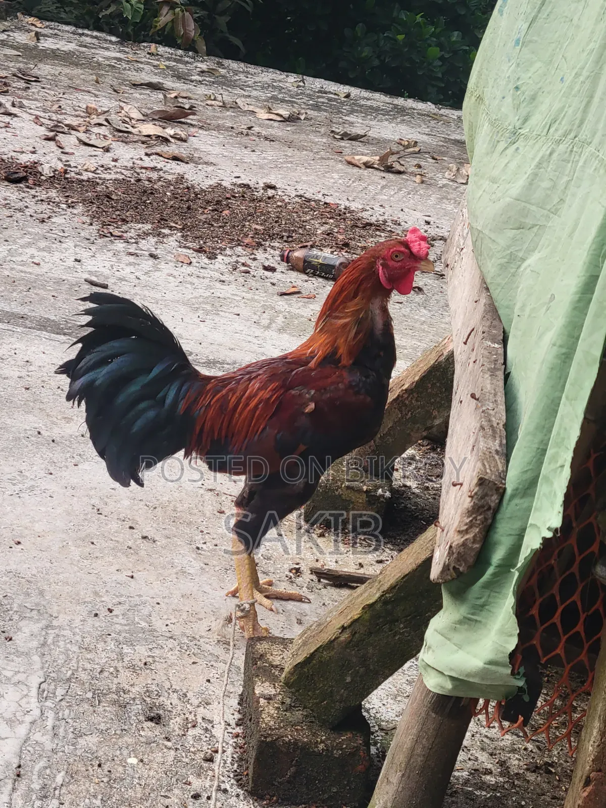 This rooster will be sold