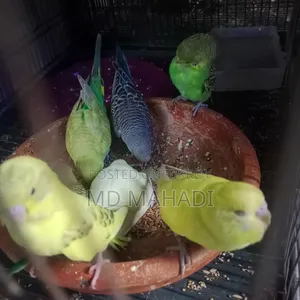 মাশাআল্লাহ আলহামদুলিল্লাহ এখানে ১২ পিস পাখি আছে