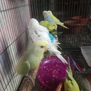 মাশাআল্লাহ আলহামদুলিল্লাহ এখানে ১২ পিস পাখি আছে
