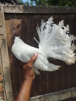 লাভবার্ড বিক্রয়ের জন্য