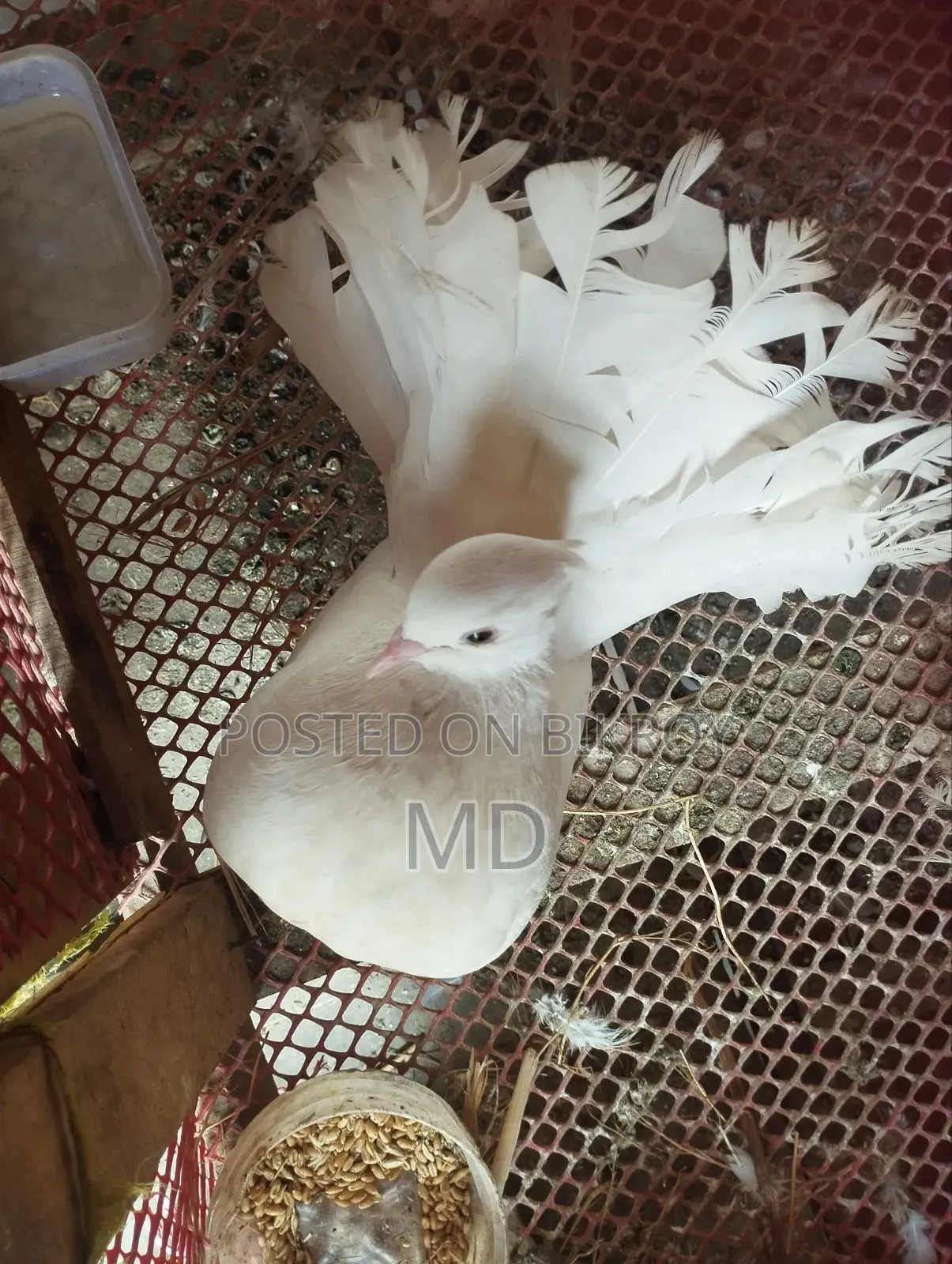 লাভবার্ড বিক্রয়ের জন্য