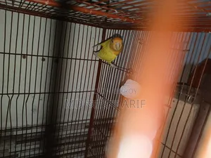 এক পিস লাভ বাট ছেলে পাখি ডিম দেওয়ার সময় মেয়েটা মারা গেছে