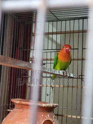 ফিমেল লাভ বার্ড