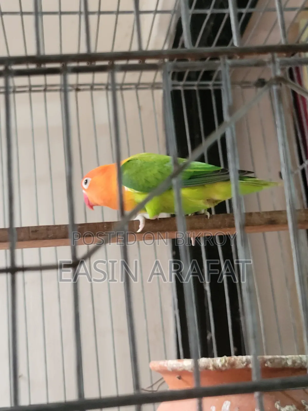 ফিমেল লাভ বার্ড
