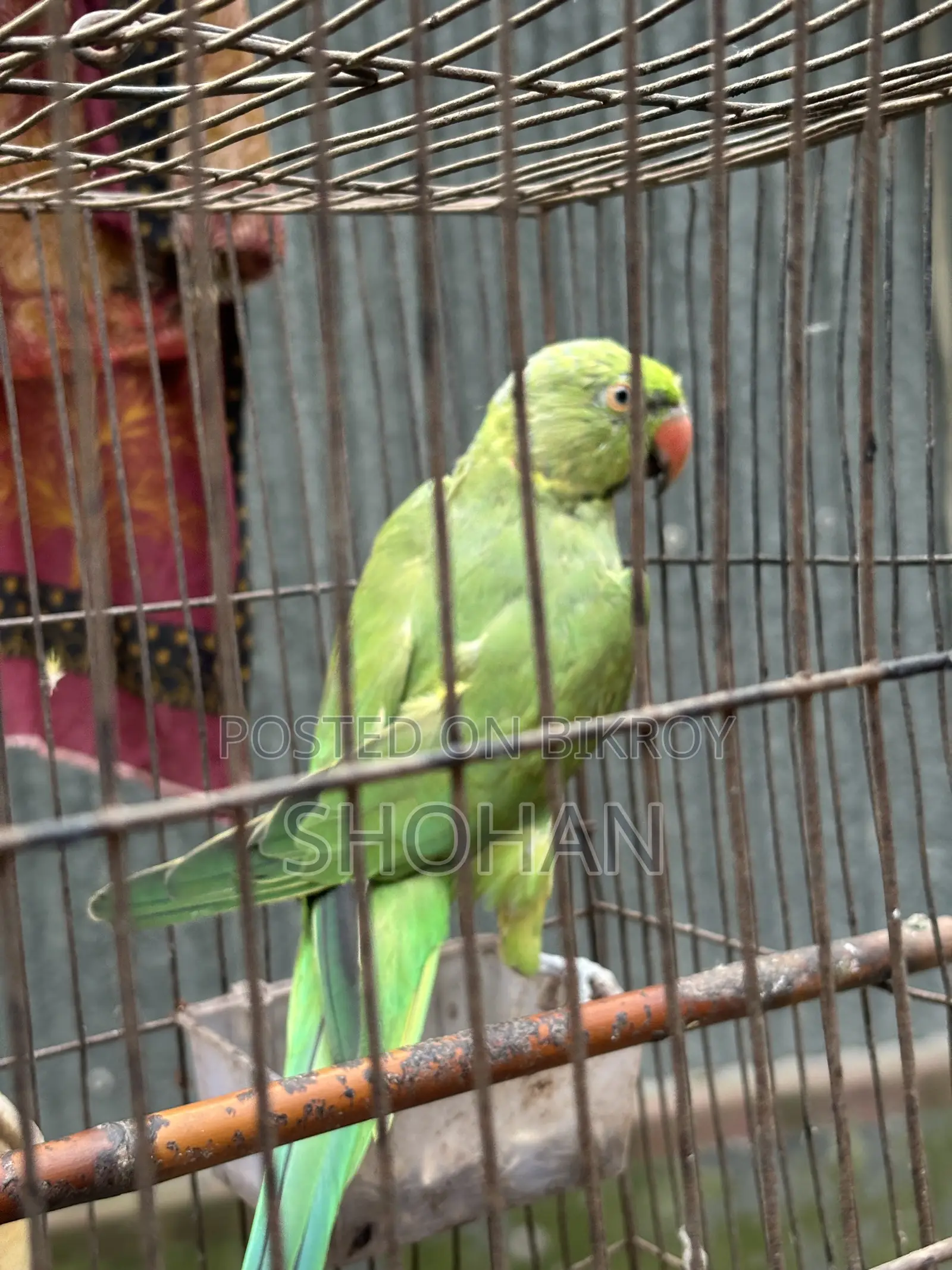 টিয়া পাখি