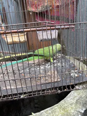 টিয়া পাখি