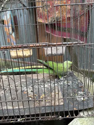 টিয়া পাখি