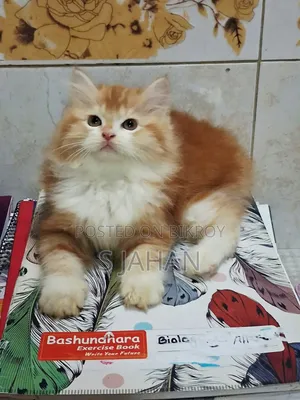 ১-৩ মাসের ফিমেল পিওরব্রেড পার্সিয়ান