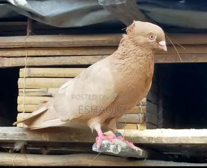 ঘিয়া চন্দন কবুতর